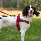 Dog harness REFLECTIVE SILK size XS red Foto 3