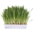 Zāle kaķiem : Trixie Cat Grass (bag), 100g Foto 2