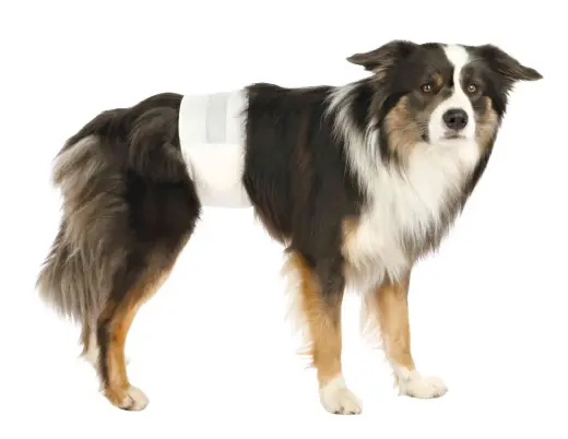 Autiņbiksītes suņiem - Trixie Diapers for male dogs, S–M, 30–46, 12 gab Foto 2