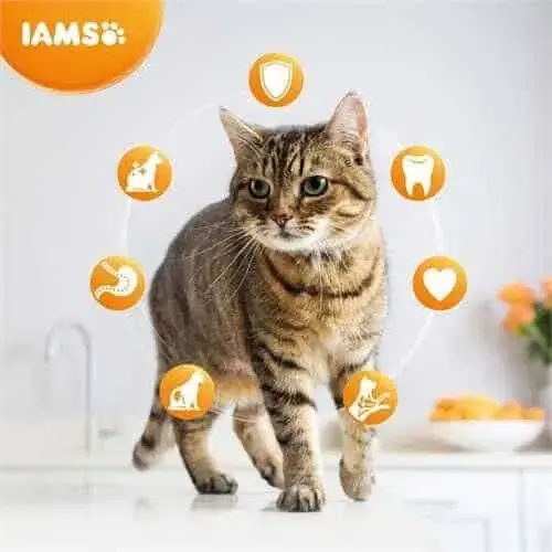 Sausā barība kaķiem - IAMS CAT ADULT CHICKEN, 800 gr Foto 3
