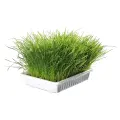 Zāle kaķēniem : Trixie Bio Cat Grass (bowl), 100 g Foto 3