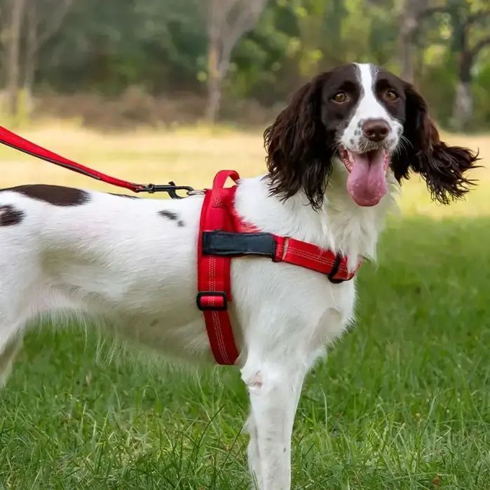 Dog harness REFLECTIVE SILK size XL red Foto 3