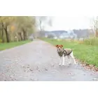 Apģērbs suņiem - Trixie Pirou winter coat with harness, S: 33 cm Foto 5