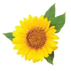 Chi by CHI SHINECARE SMOOTHING CONDITIONER 12 OZ for UNISEX Фото num