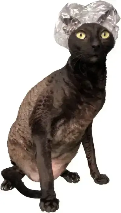 KOTOMODA Shower Caps for Small Pets (20 pcs)