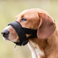 Намордник для собак - Trixie Muzzle Loop, нейлон, L- XL, шейный ремешок: 23-34 см, ремешок для морды: 34,23 см Фото num
