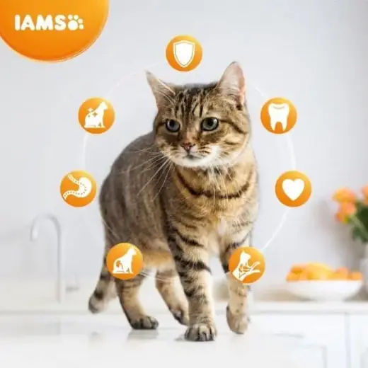 Сухой корм для кошек - IAMS CAT ADULT HAIRBALL CHICKEN, 800 гр. Фото num