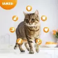 Sausā barība kaķiem - IAMS CAT ADULT CHICKEN, 800 gr Foto 3