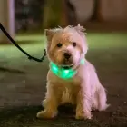Silicone LED Pet Collar LLFG24034 — Foto 8