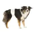 Autiņbiksītes suņiem - Trixie Diapers for male dogs, S–M, 30–46, 12 gab Foto 2