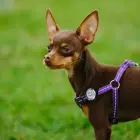 UMO21003A pet safety light — Foto 4