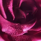 Viktor and Rolf Flowerbomb Extreme Intense Eau De Parfum - Clear Фото num