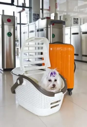 Pet transport box 51x38x33cm cream Photo