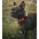 Apple AirTag Silicone Case for Dog or Cat Collar - Black Photo