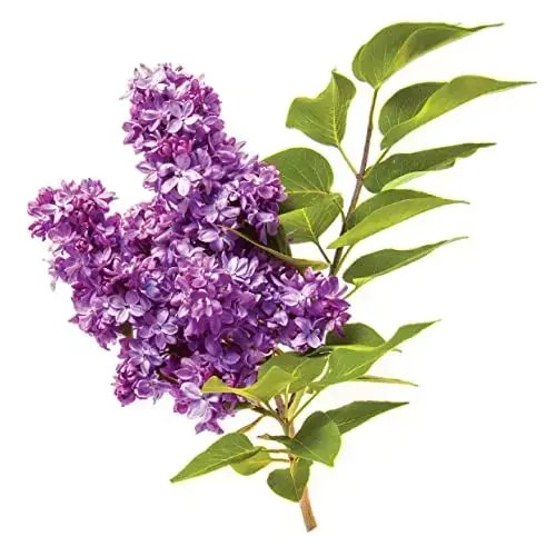 CHI VolumeCare Volumizing Conditioner Increases Volume on Thin Fine or Flat Hair Moisturizing Formula Sulfate Paraben  CrueltyFree 12 Oz Photo