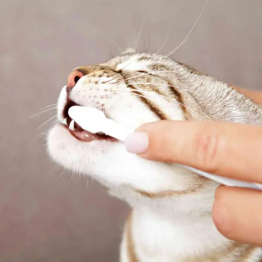 Dental care kit for cats : Trixie Dental Hygiene Set for cats. Photo