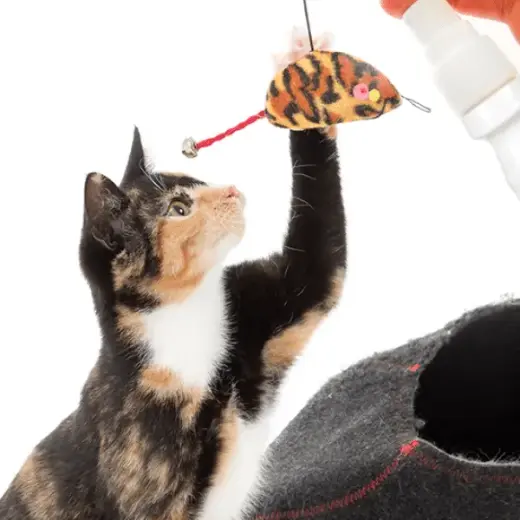 Cat Attractant : Beaphar Play Spray 150ml. Photo