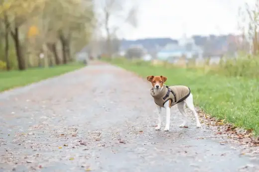 Apģērbs suņiem - Trixie Pirou winter coat with harness, S: 40 cm Foto 5