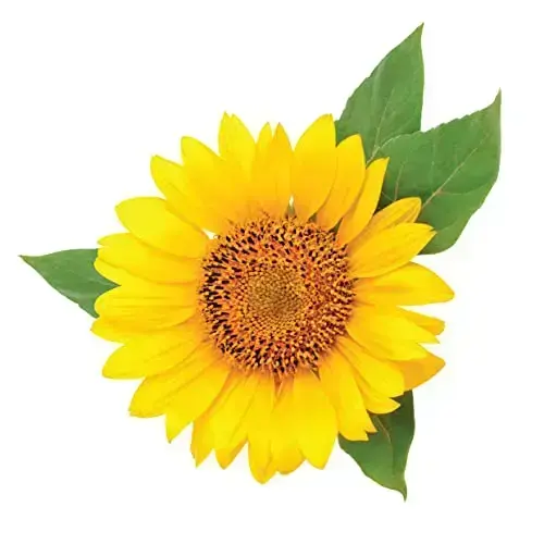 Chi by CHI SHINECARE SMOOTHING CONDITIONER 12 OZ for UNISEX Фото num