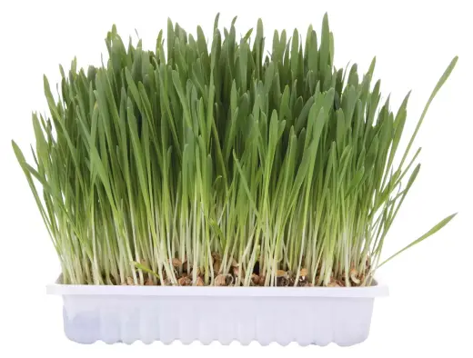 Zāle kaķiem : Trixie Cat Grass (bag), 100g Foto 2