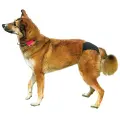Biksītes suņiem :  Trixie Protective Pants "S", 24-31cm, black Foto 3