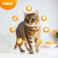 Sausā barība kaķiem - IAMS CAT ADULT INDOOR CHICKEN, 2 kg Foto 2