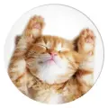 Popsockets 2 Snoozy Cat Holder and Phone Stand Photo