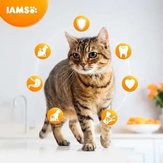 Sausā barība kaķiem - IAMS CAT ADULT INDOOR CHICKEN, 2 kg Foto 2