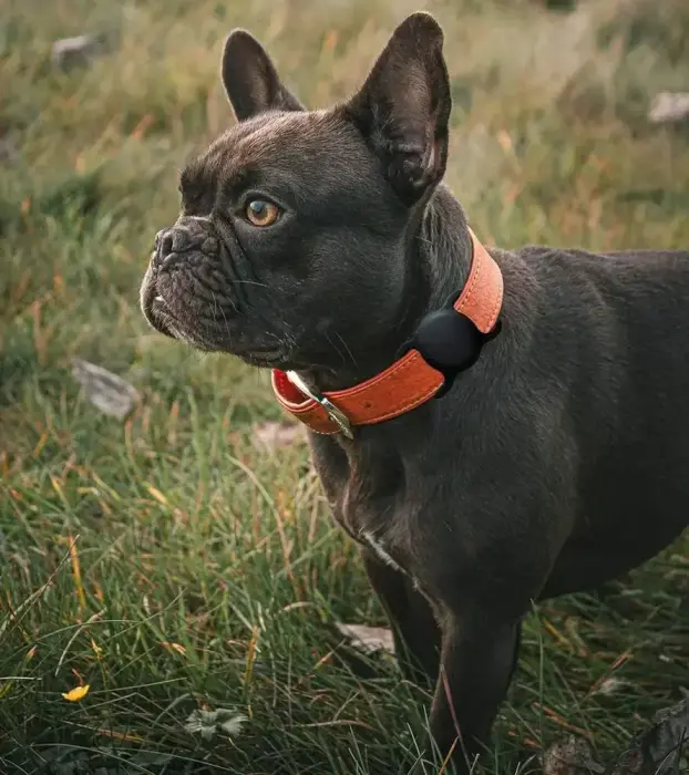 Apple AirTag Silicone Case for Dog or Cat Collar - Black Photo