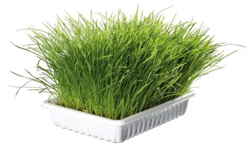 Zāle kaķēniem : Trixie Bio Cat Grass (bowl), 100 g Foto 3