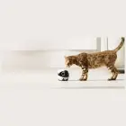 Intelligent companion robot ENABOT   ROLAMINI Фото num