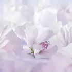 Weleda Baby White Mallow Diaper Care Cream, 1.7 Fluid Ounce, Fragrance Free Plant Rich Protection with White Mallow, Pansy, Sesame and Coconut Oils Foto 6